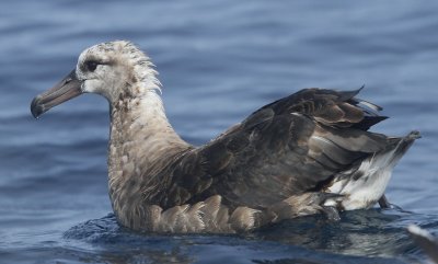 Balck-footed Albatross