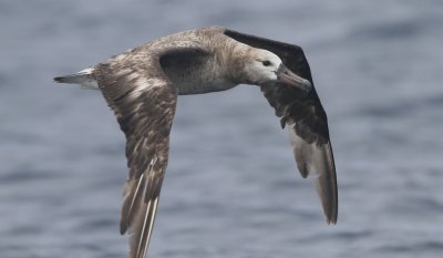 Black-footed Albatross