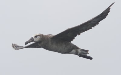 Black-footed Albatross