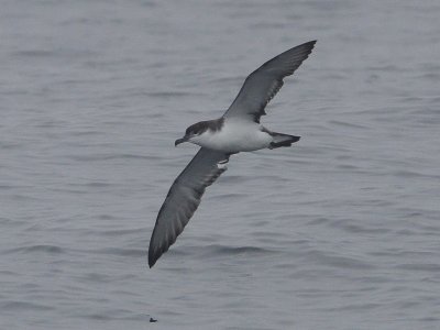 Buller's Shearwater