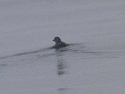 Cassin's Auklet