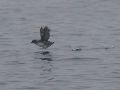 Cassin's Auklet