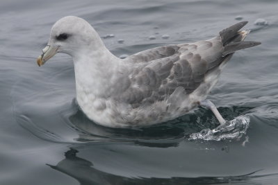 Northern Fulmar