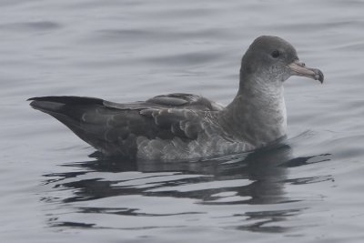Pink-footed Shearwater