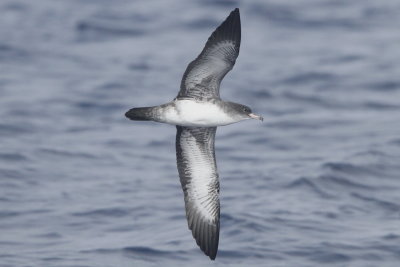 Pink-footed Shearwater