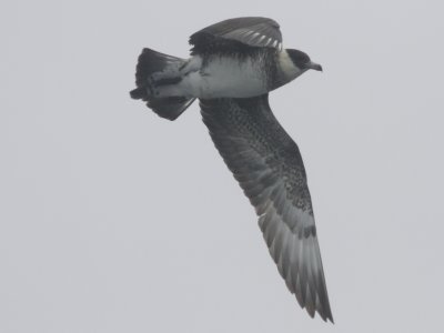 Pomarine Jaeger
