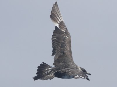 Pomarine Jaeger