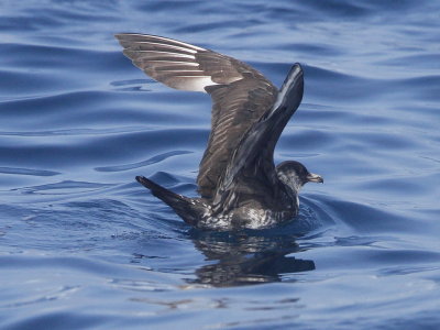 Pomarine Jaeger