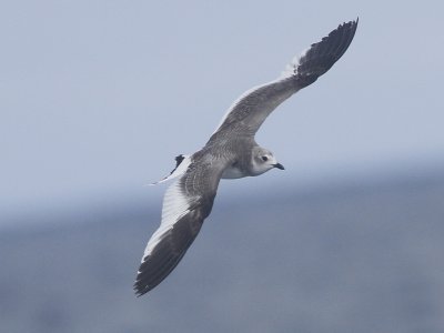 Sabine's Gull