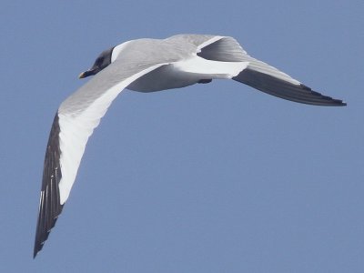 Sabine's Gull