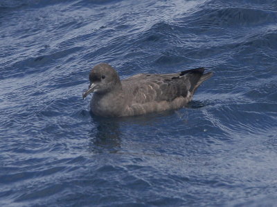 Sooty Shearwater
