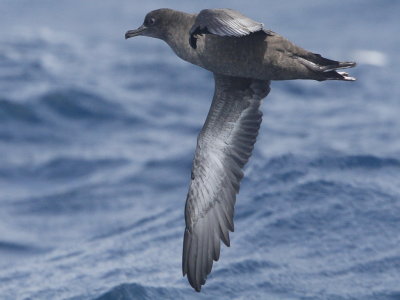 Sooty Shearwater