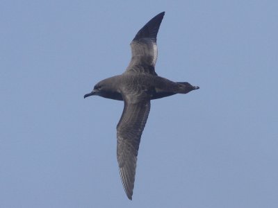Sooty Shearwater