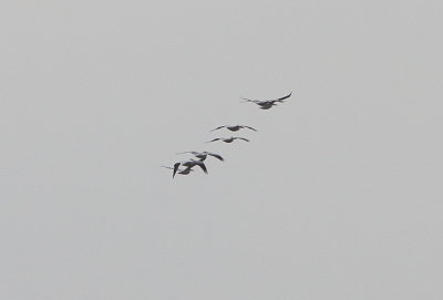 American White Pelican