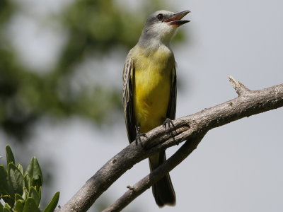 Tropical Kingbird