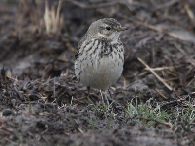 American Pipit