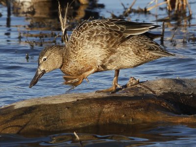 Cinnamon Teal