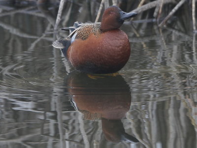 Cinnamon Teal