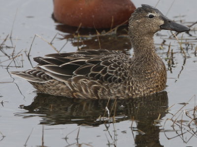 Cinnamon Teal