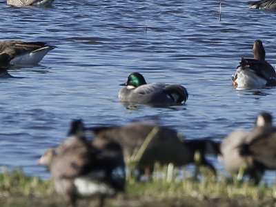 Falcated Duck