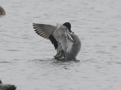 Falcated Duck