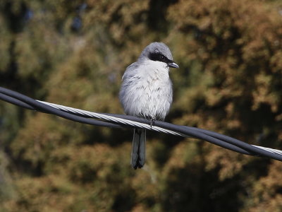 Loggerhead Shrike