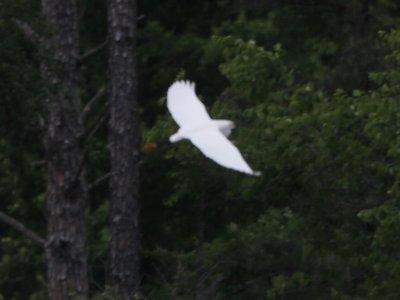 Snowy Egret