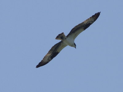 Osprey