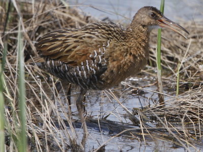 King Rail