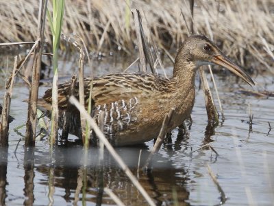 King Rail