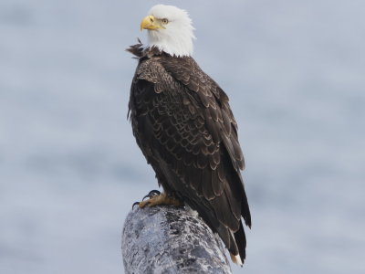 Bald Eagle