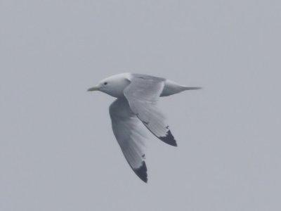 Black-legged Kittiwake