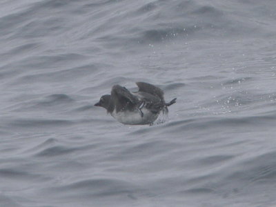 Cassin's Auklet