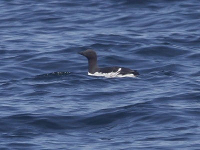 Common Murre