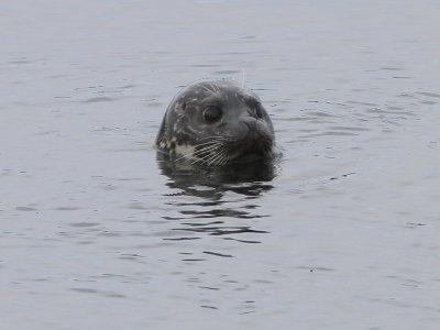 Harbor Seal