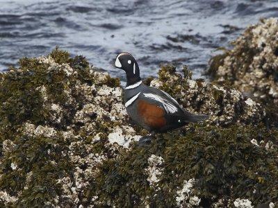 Harlequin Duck