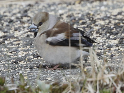 Hawfinch