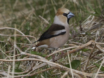 Hawfinch