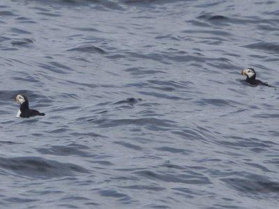 Horned Puffin