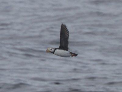 Horned Puffin