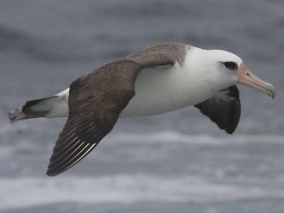 Laysan Albatross