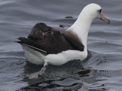 Laysan Albatross