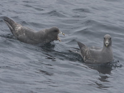 Northern Fulmar