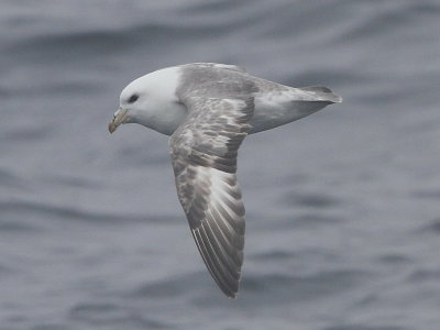 Northern Fulmar