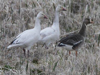 Snow  G. White-fronted Geese