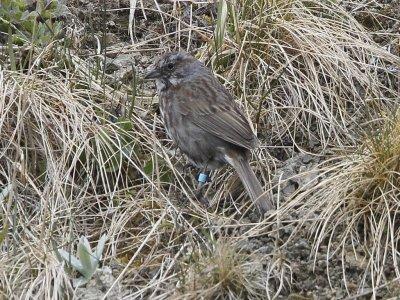 Song Sparrow