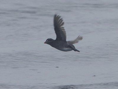 Whiskered Auklet