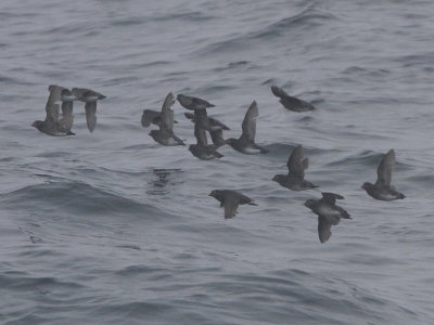 Whiskered Auklet