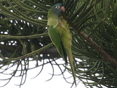 Blue-crowned Parakeet