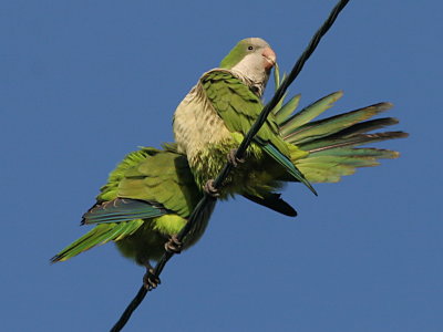 Monk Parakeet